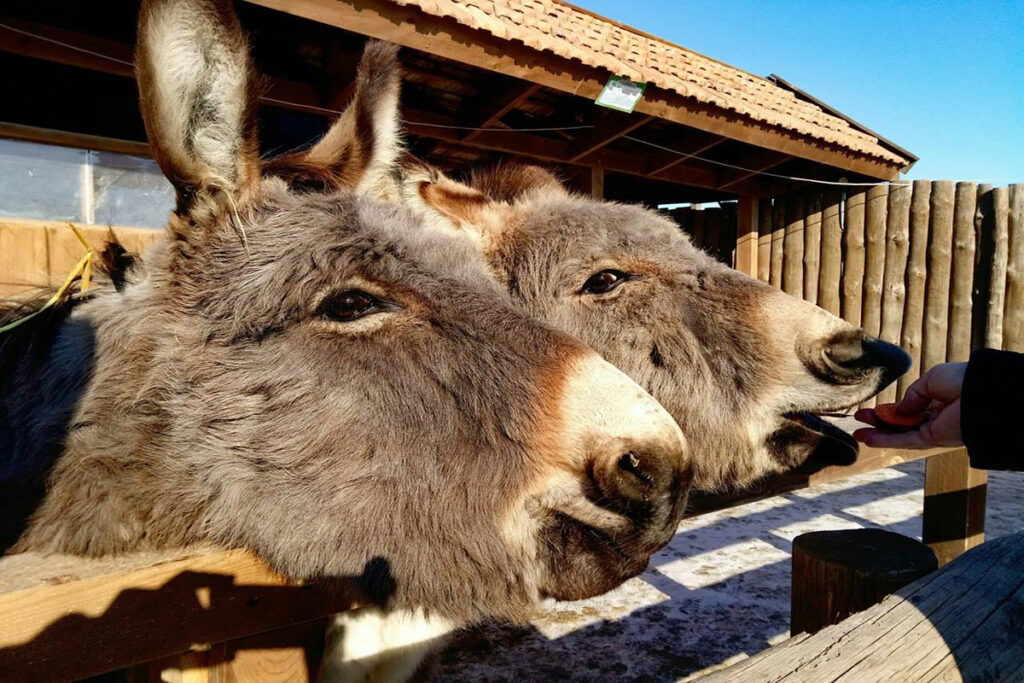 День Гарбуза на хуторі Aquazoo